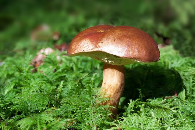I skladování hub má svá pravidla I skladování hub má svá pravidla