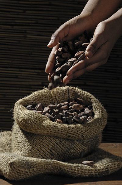 Kakaové boby pro výrobu čokolády.