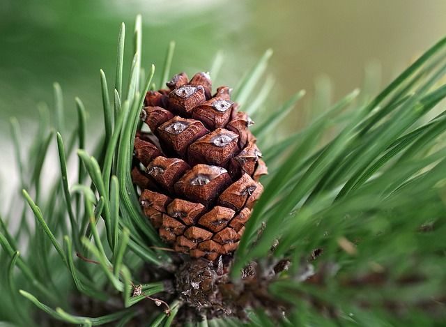 Aromaterapie pro povzbuzení při únavě Borovice se šiškou