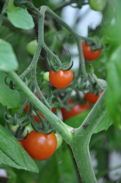 Jak kvalitní rajčata prospívají zdraví