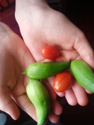 plody ačokča a cherry rajčátka na dětských rukou