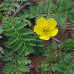 mochna-husi-Potentilla-Anserina