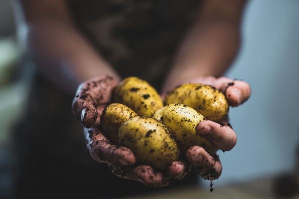 Vyznejte se v bramborách aneb co byste o nich měli vědět