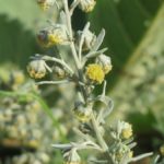 Artemisia_absinthium-pelynek-pravy