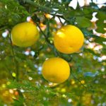Yuzu: citrusové ovoce seženete hlavně ve zpracované podobě. Jaké má účinky
