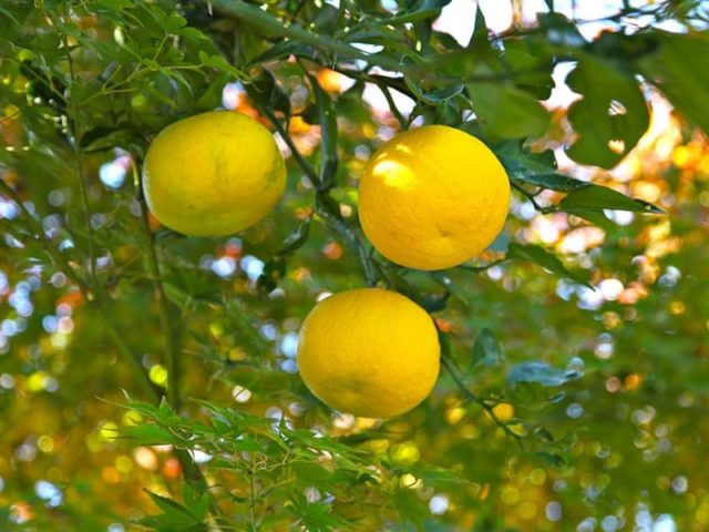 Yuzu: citrusové ovoce seženete hlavně ve zpracované podobě. Jaké má účinky Yuzu: citrusové ovoce seženete hlavně ve zpracované podobě. Jaké má účinky