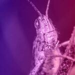 nightmare grasshopper