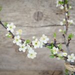 cherry-blossoms-1389792_1280