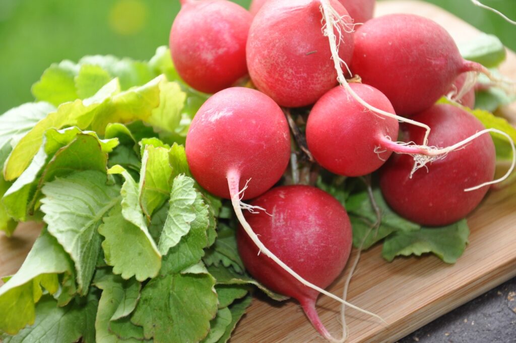 jarni zelenina redkvicky