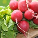 jarni zelenina redkvicky