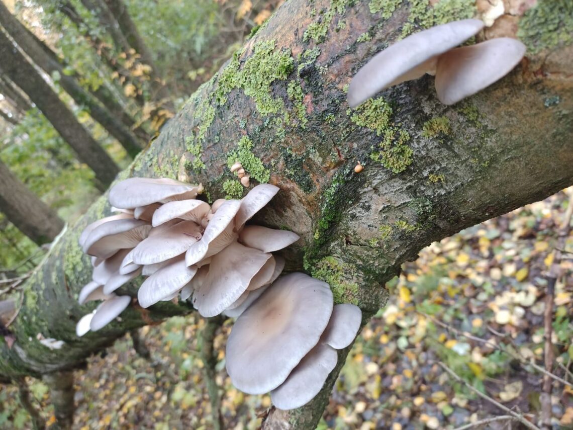 hliva ustricna na strome