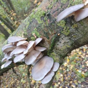 hliva ustricna na strome