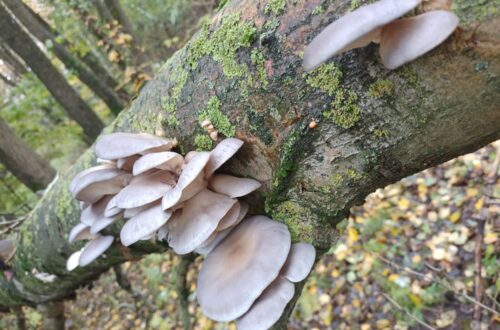 hliva ustricna na strome