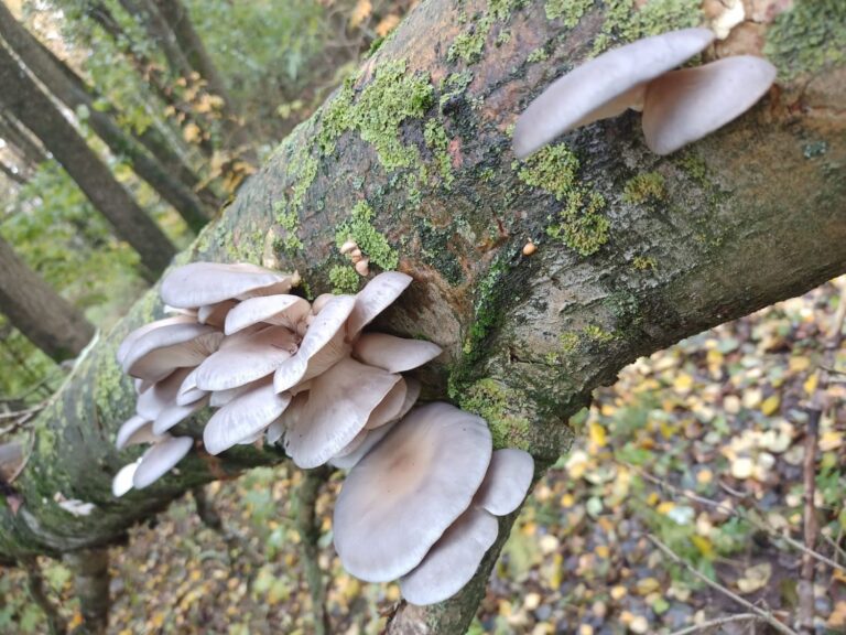hliva ustricna na strome